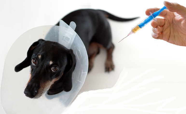 噛む犬は動物病院で診てもらえる？連れていく時の対策も